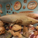 Les requins du Fjord du Saguenay au Musée de la Nature