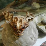 Le crapaud de Mer du Musée de la Nature